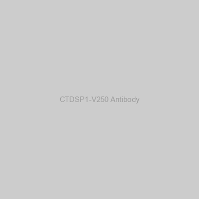 Abbexa - CTDSP1-V250 Antibody